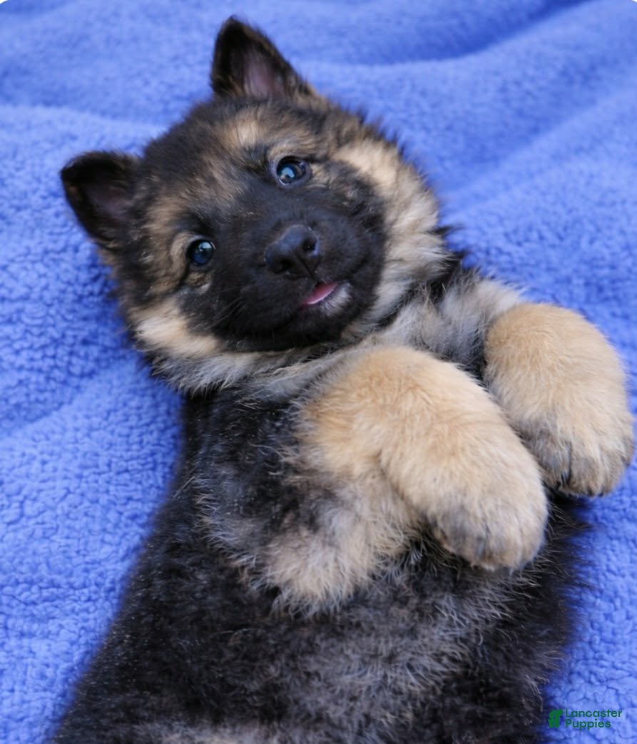 German Shepherd dogs German Shepherd male green collar - Ad 1