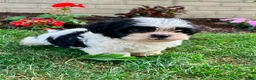 Teddy Bear dogs for sale: Charlie - Ad 6