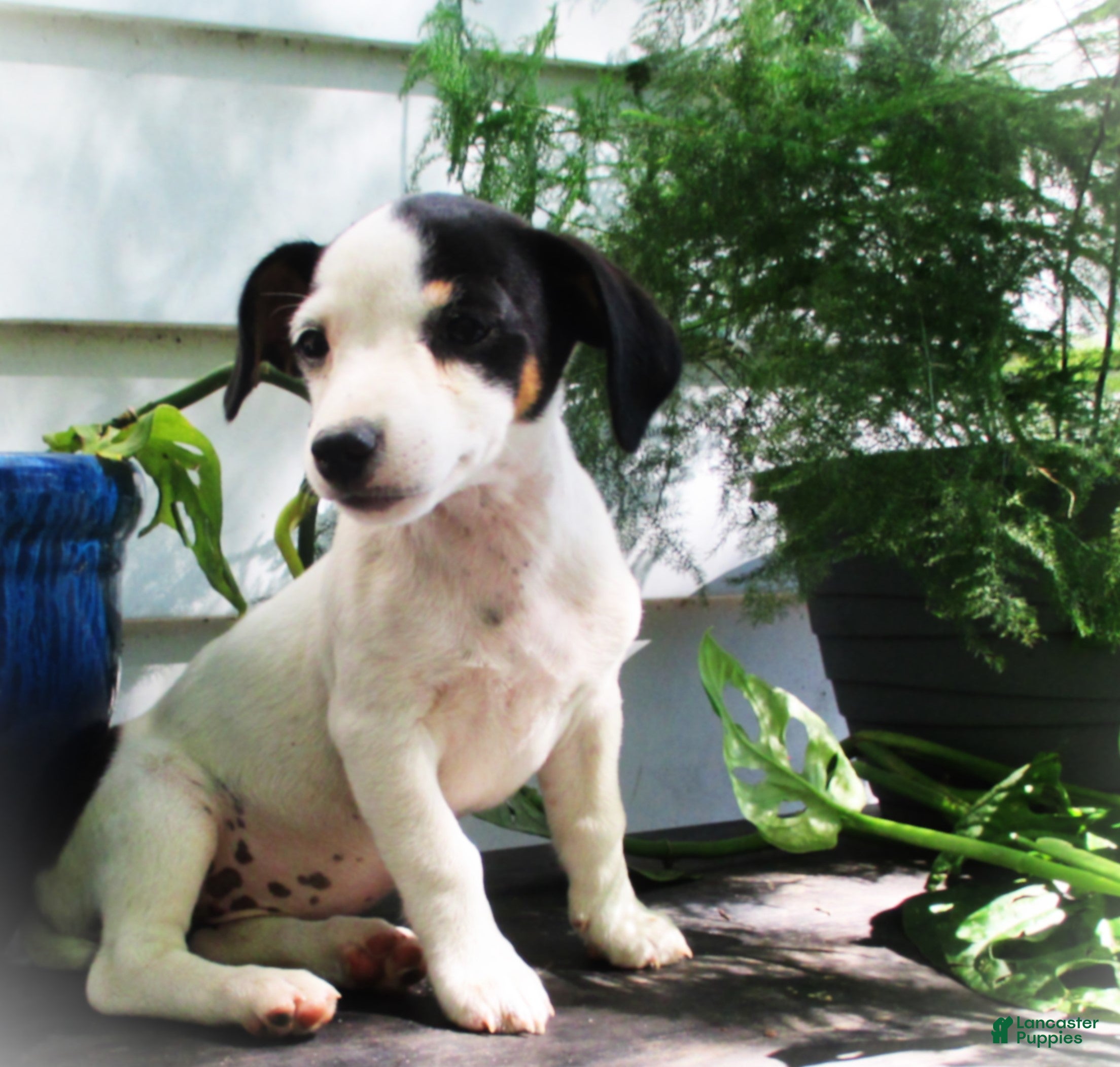 Jack Russell Terrier dogs Caddie - Ad 40