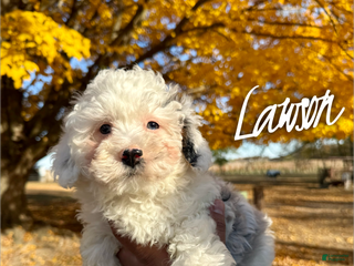 Mixed Breed dogs - Ad 31