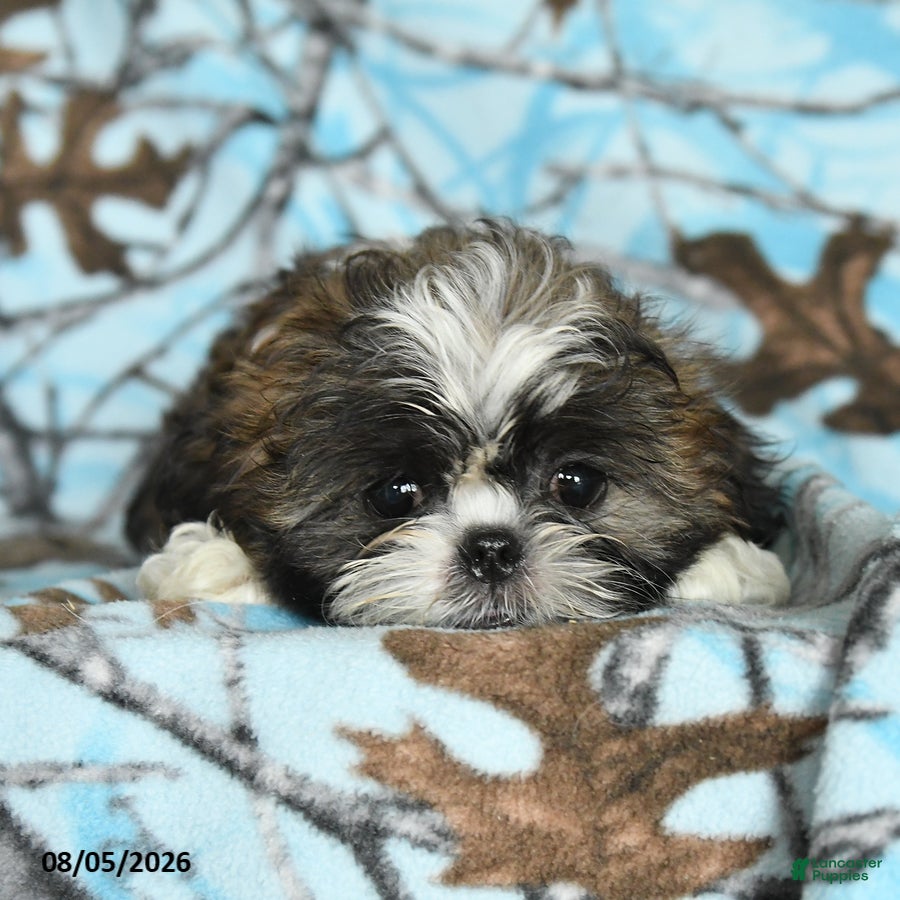 Shih Tzu dogs Cookie - Ad 2