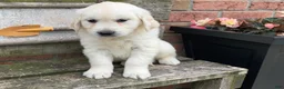 Golden Retriever dogs for sale: Benji - Ad 4