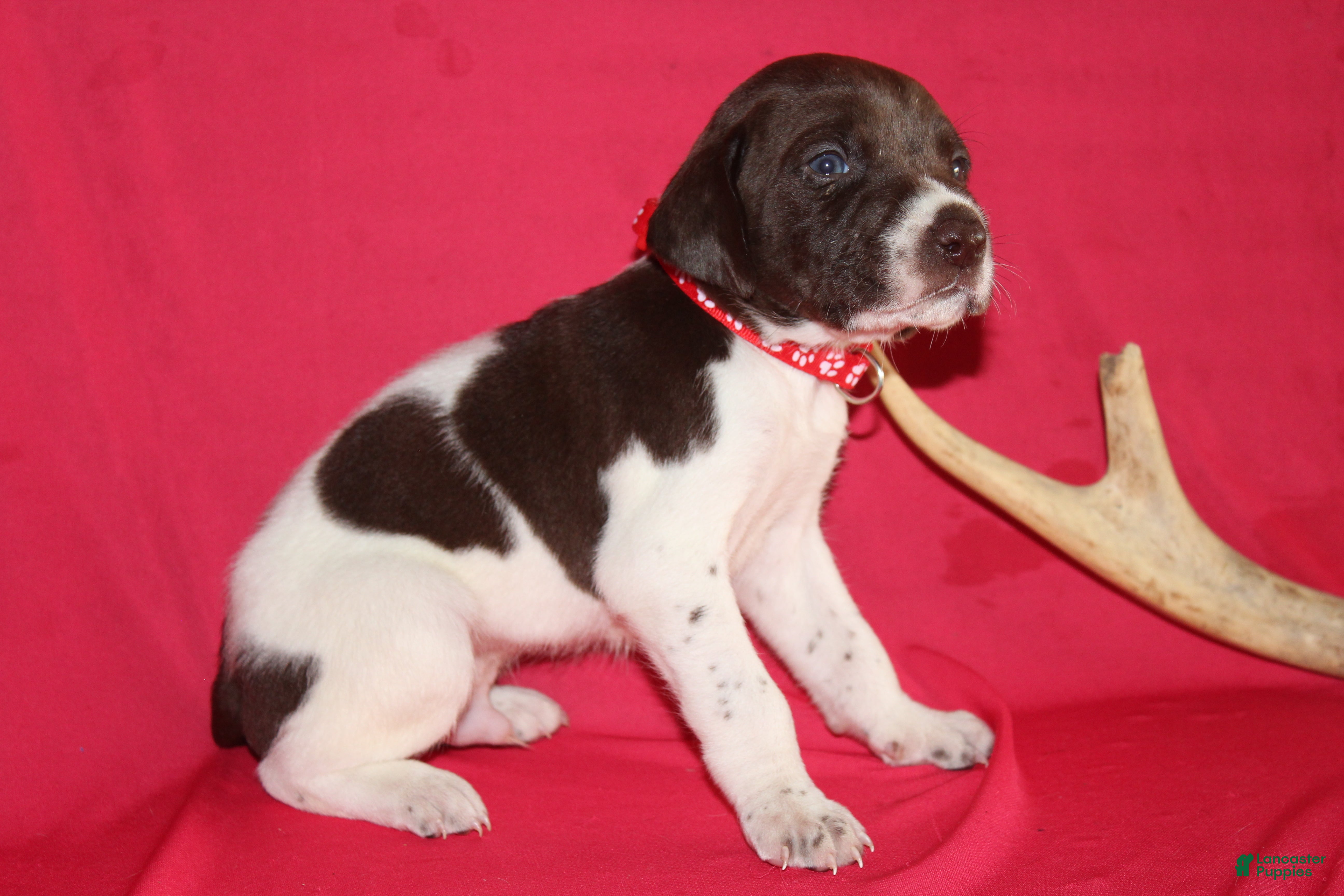 German Shorthaired Pointer dogs Chocolate Chip - Ad 1