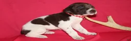 German Shorthaired Pointer dogs for sale: Chocolate Chip - Ad 1