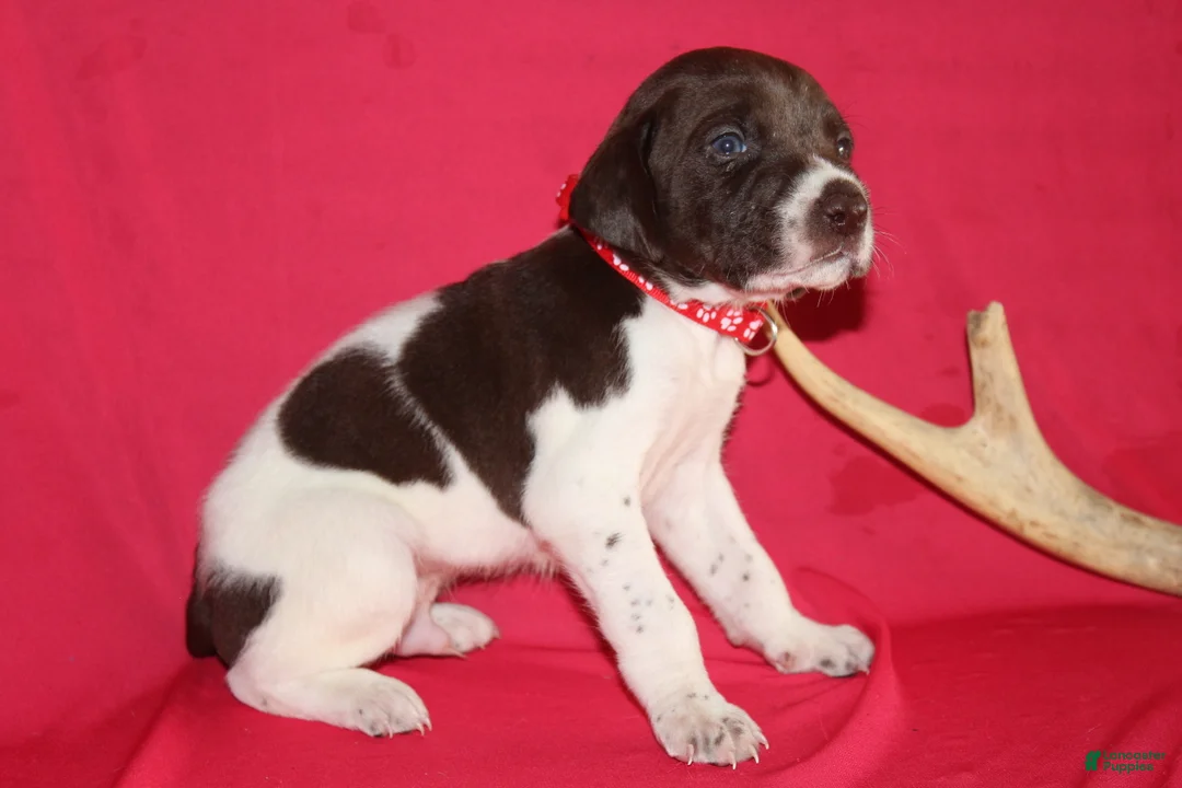 German Shorthaired Pointer dogs for sale: Chocolate Chip - Ad 1