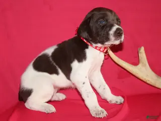 German Shorthaired Pointer dogs for sale: Chocolate Chip - Ad 1