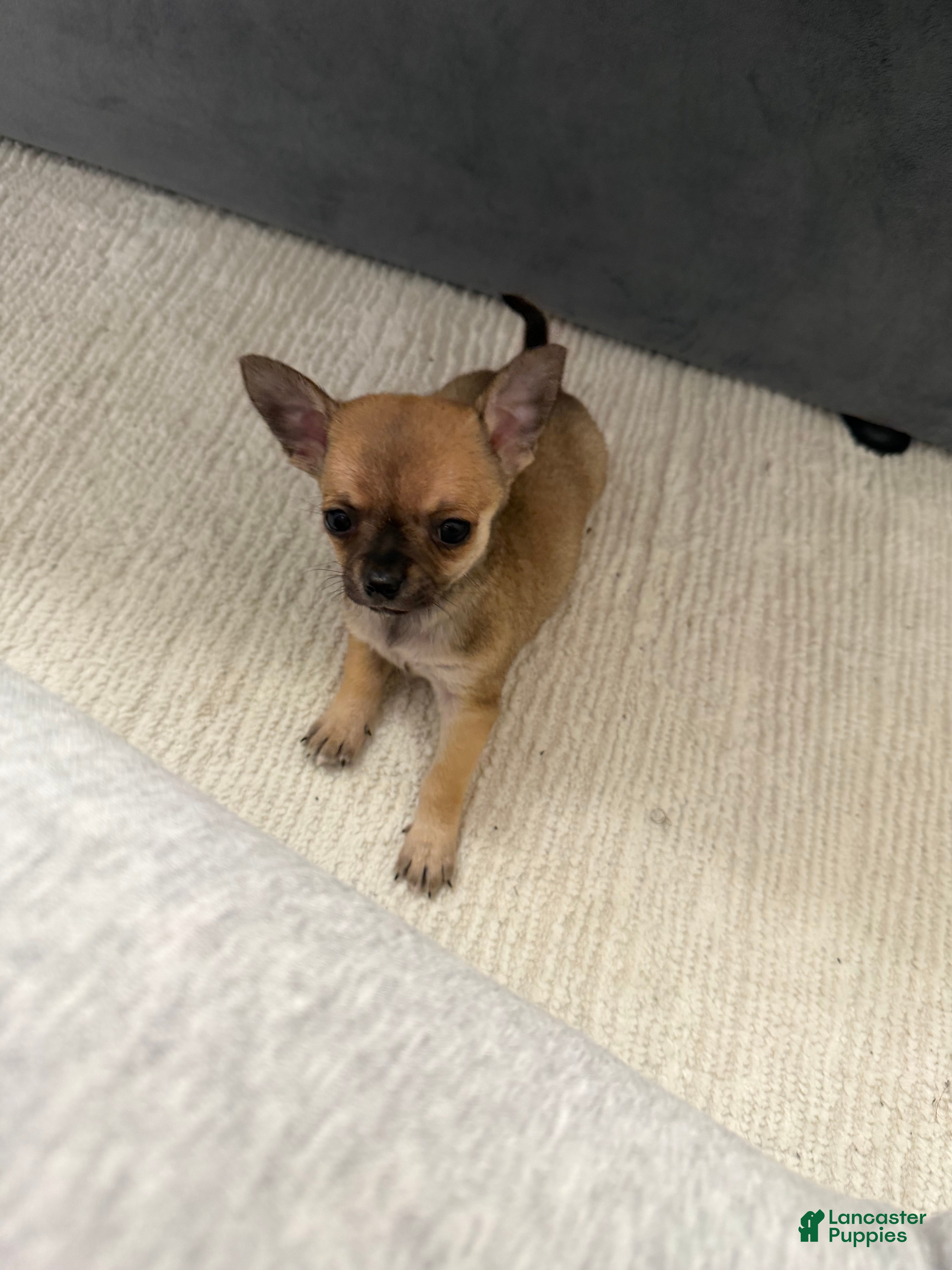 Chihuahua dogs Peanut - Ad 2