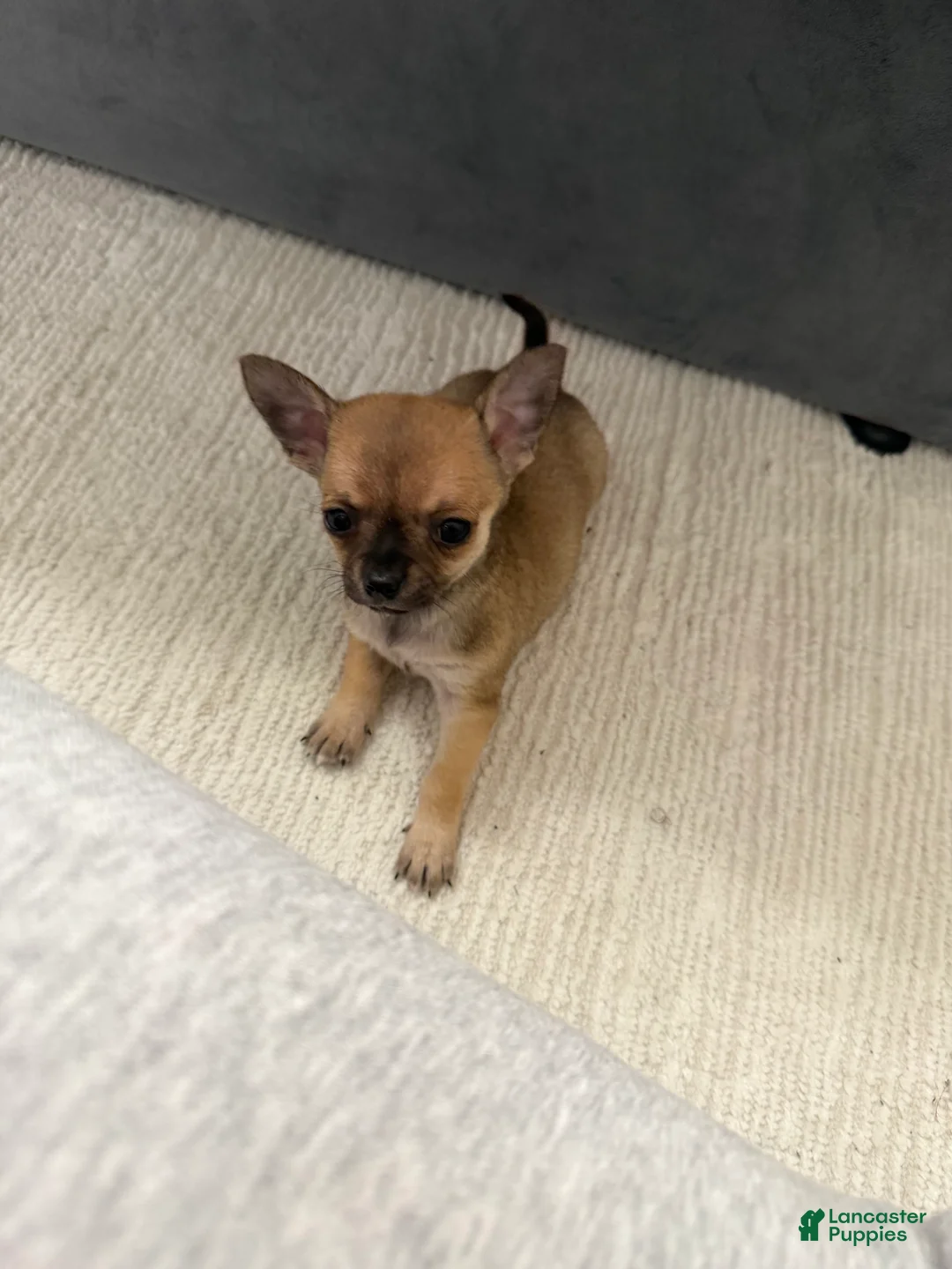 Chihuahua dogs for sale: Peanut - Ad 2