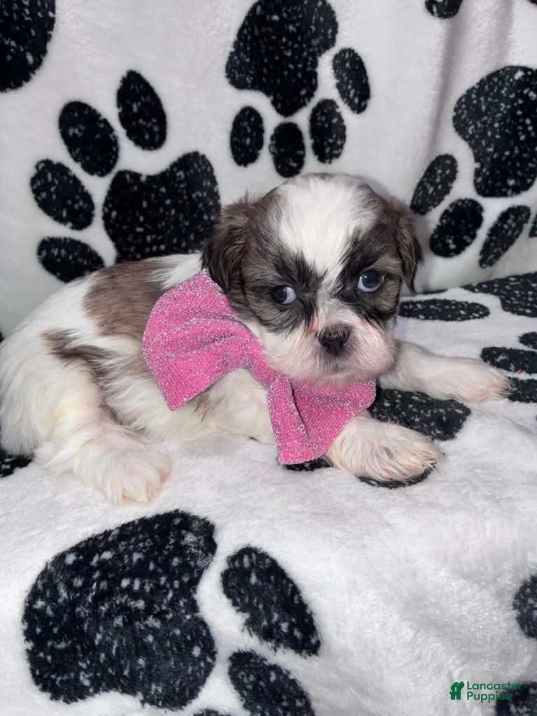 Shih Tzu dogs Cinnamon  - Ad 1