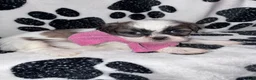 Shih Tzu dogs for sale: Cinnamon  - Ad 10