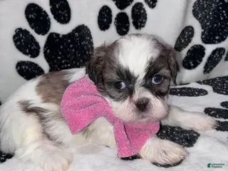 Shih Tzu dogs for sale: Cinnamon - Ad 2