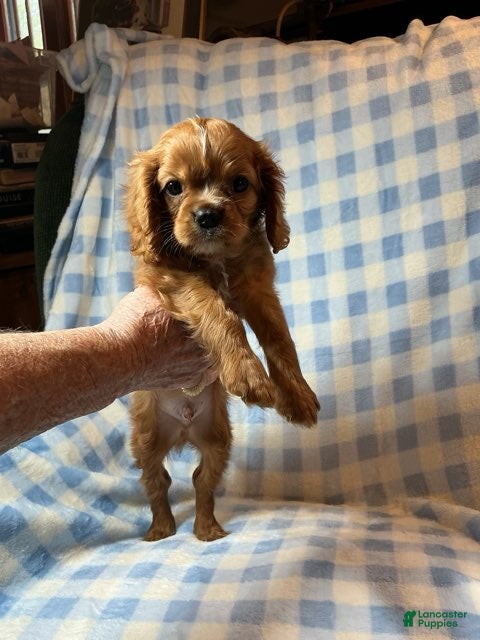 Cavapoo dogs Sundance - Ad 2