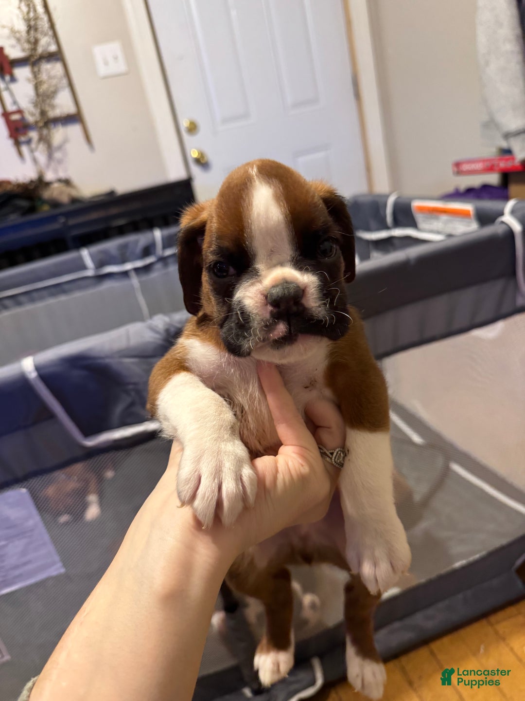 Boxer dogs for sale: Chase - Ad 1