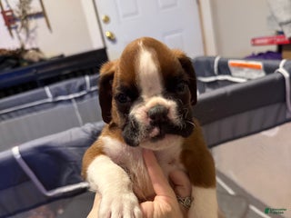 Boxer dogs Chase - Ad 35