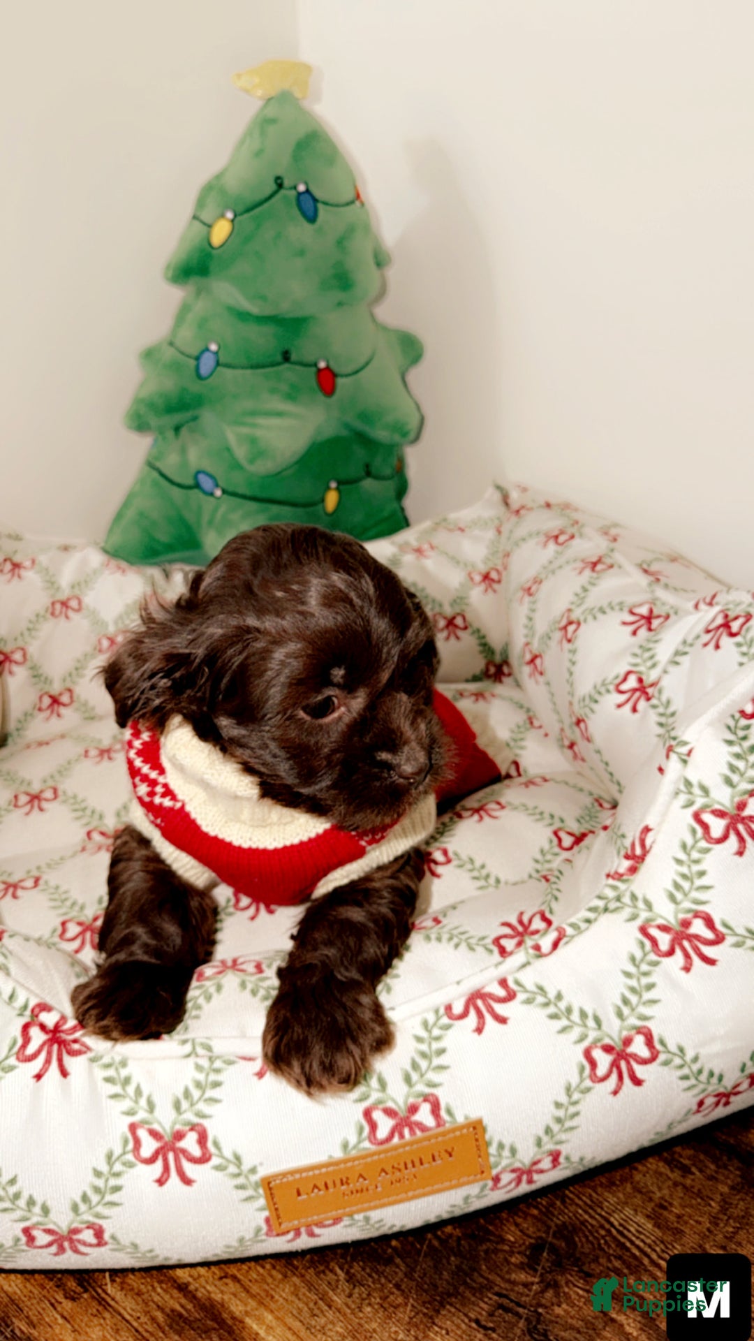 Shihpoo dogs for sale: Maverick  - Ad 3