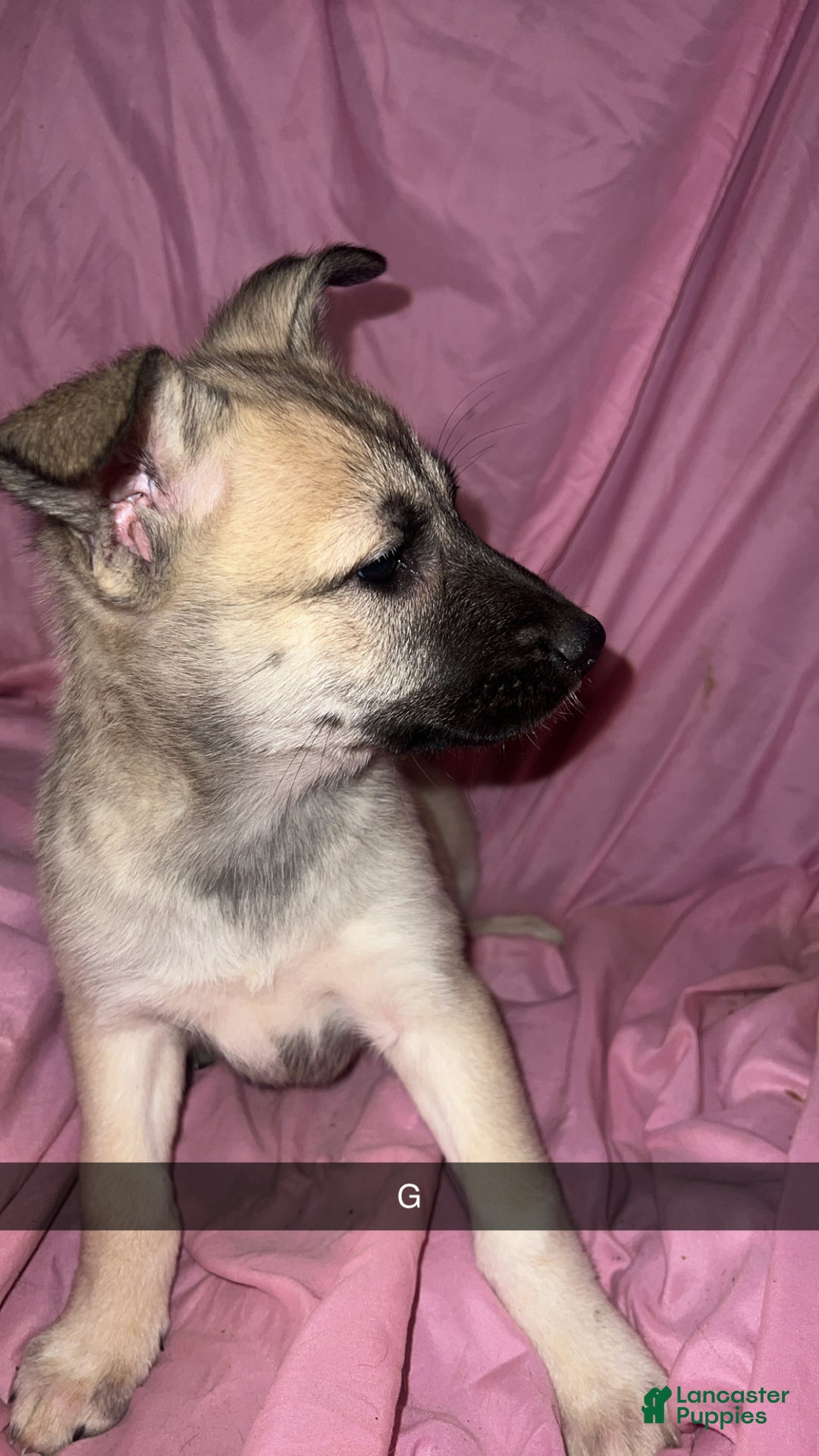 Mixed Breed dogs for sale: Girl1 - Ad 5