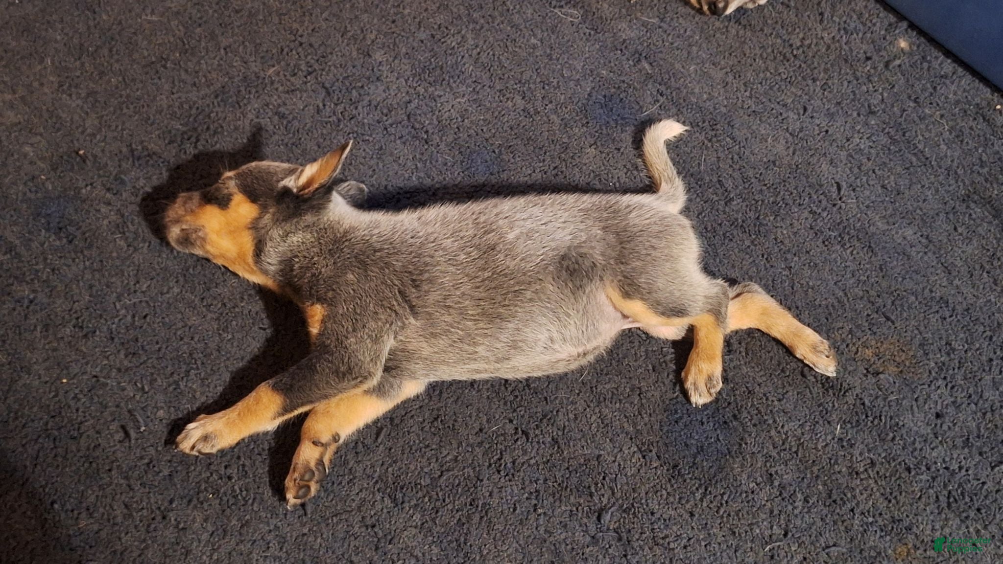 Australian Cattle Dog dogs Australian Cattle Dog 4 - Ad 19