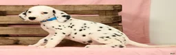 Dalmatian dogs for sale: Rascal - Ad 9