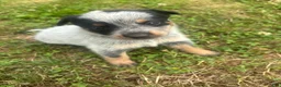 Australian Cattle Dog dogs for sale: Larry - Ad 2