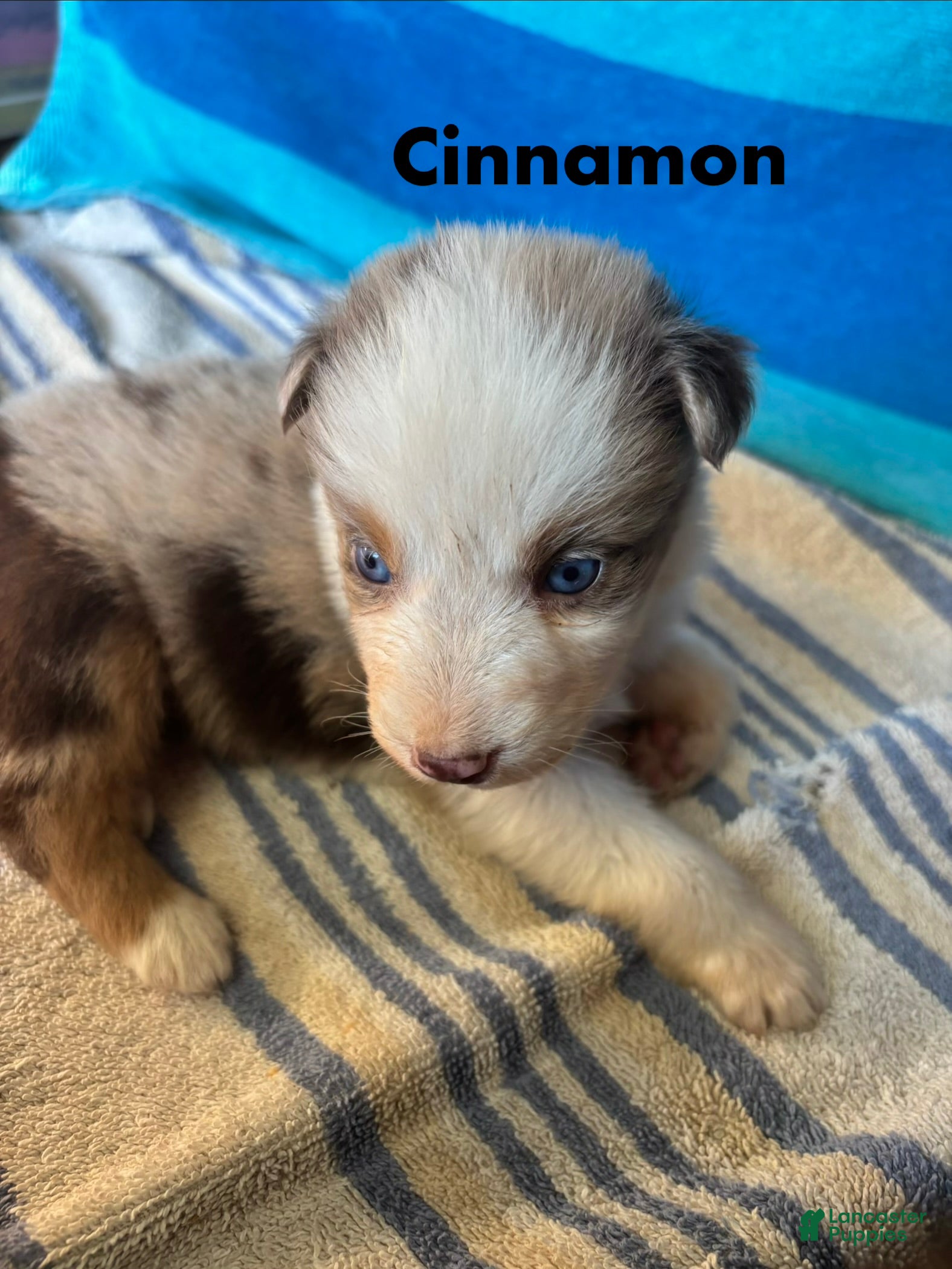 Australian Shepherd dogs for sale: Cinnamon (AKC) - Ad 1