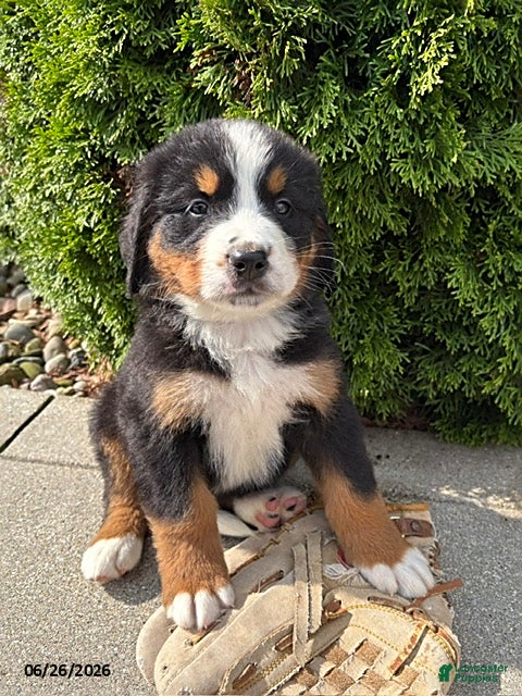 Bernese Mountain Dog dogs Boone - Ad 2