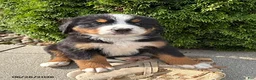 Bernese Mountain Dog dogs for sale: Boone - Ad 2