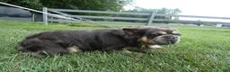 French Bulldog dogs for sale: French Bulldog 1 Diego - Ad 4