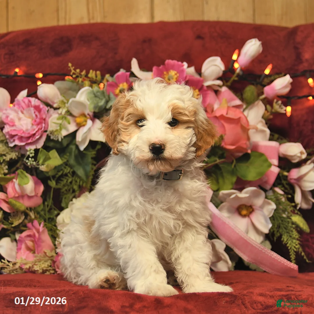 Mini Goldendoodle dogs for sale: Dandy Doser  - Ad 2