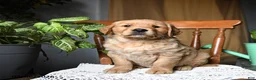Golden Retriever dogs for sale: Cashew - Ad 1