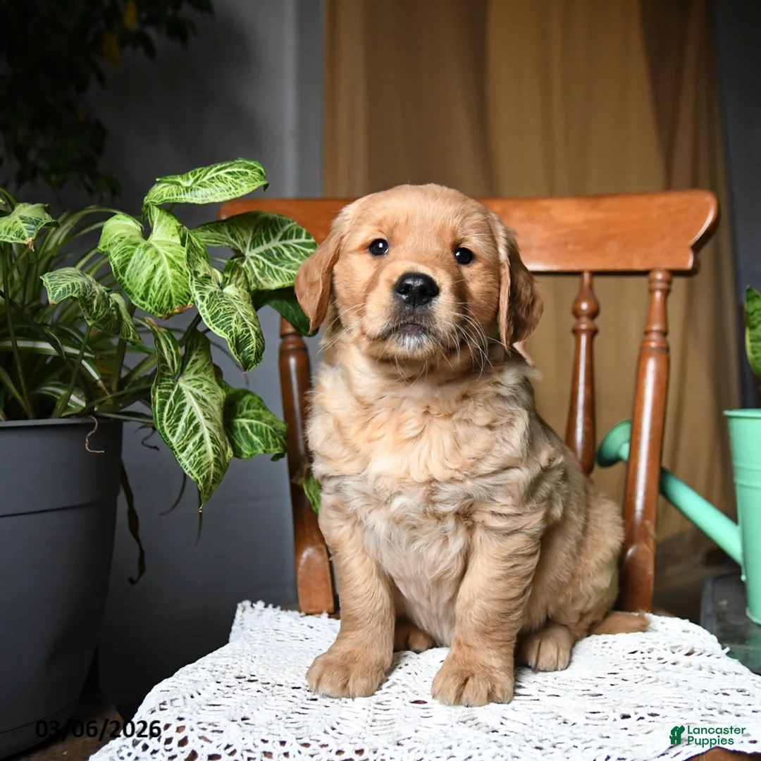 Golden Retriever dogs for sale: Cashew - Ad 1