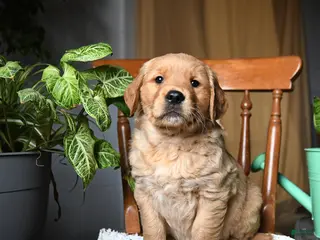 Golden Retriever dogs for sale: Cashew - Ad 2