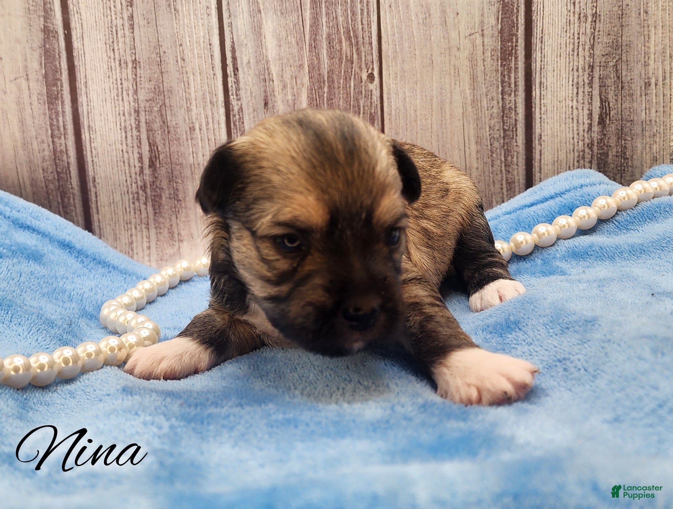 Mixed Breed dogs Nina - Ad 18