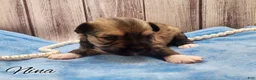 Mixed Breed dogs for sale: Nina - Ad 7