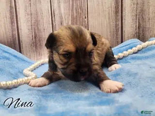 Mixed Breed dogs Nina - Ad 18