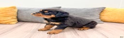 Rottweiler dogs for sale: Skye - Ad 3
