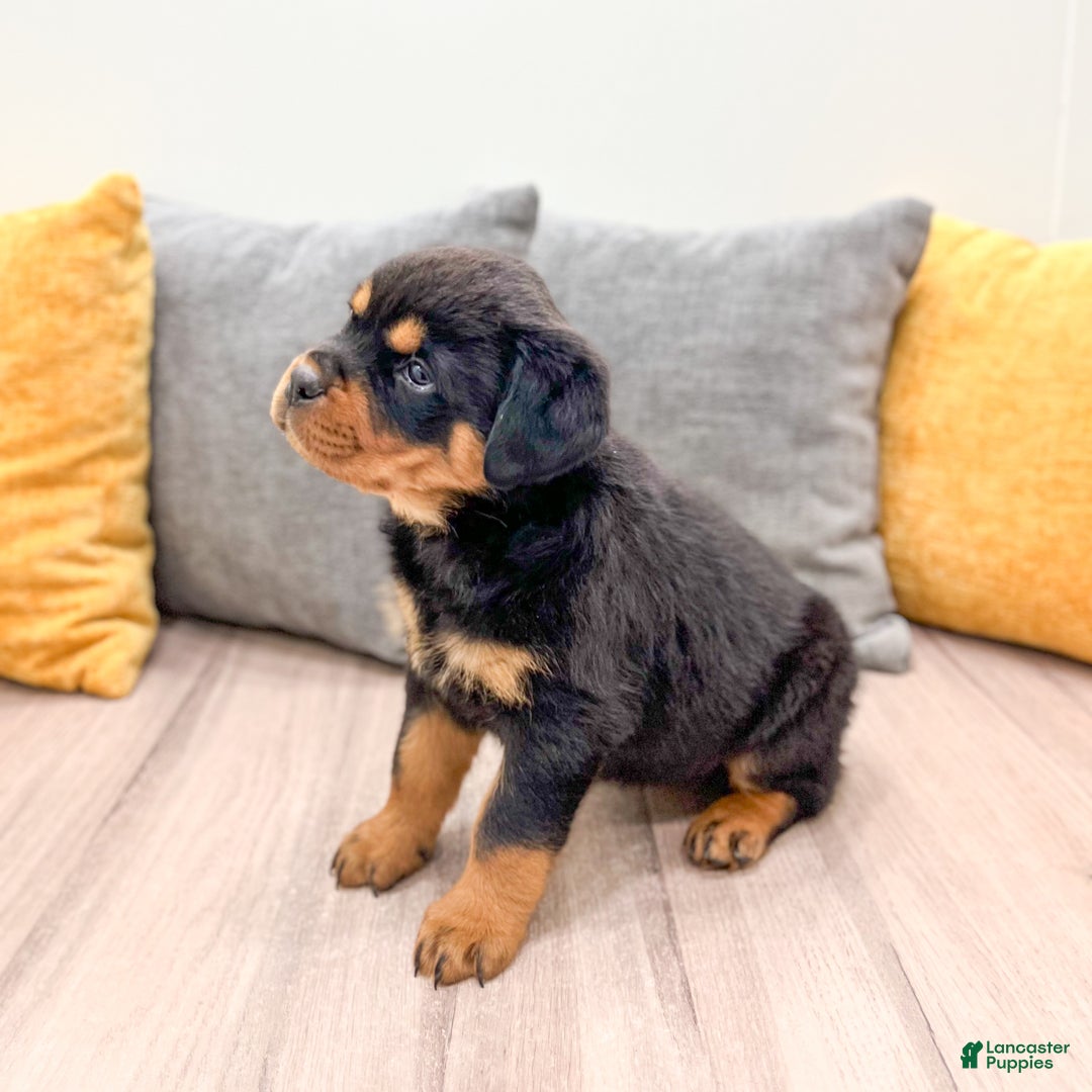 Rottweiler dogs for sale: Skye - Ad 3