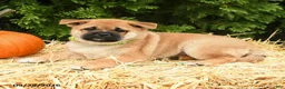 Mixed Breed dogs for sale: Randy - Ad 2