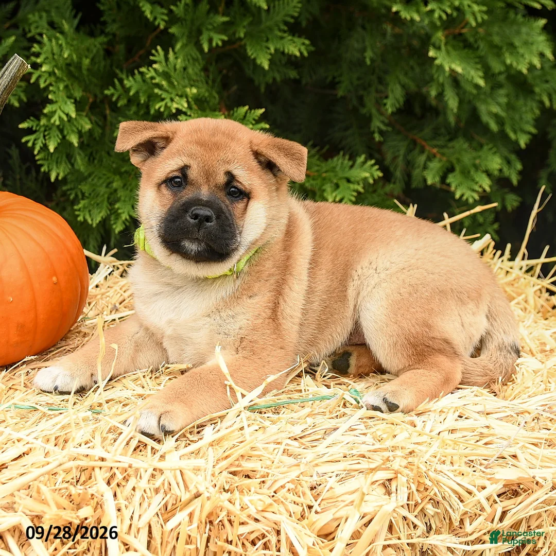 Mixed Breed dogs for sale: Randy - Ad 2