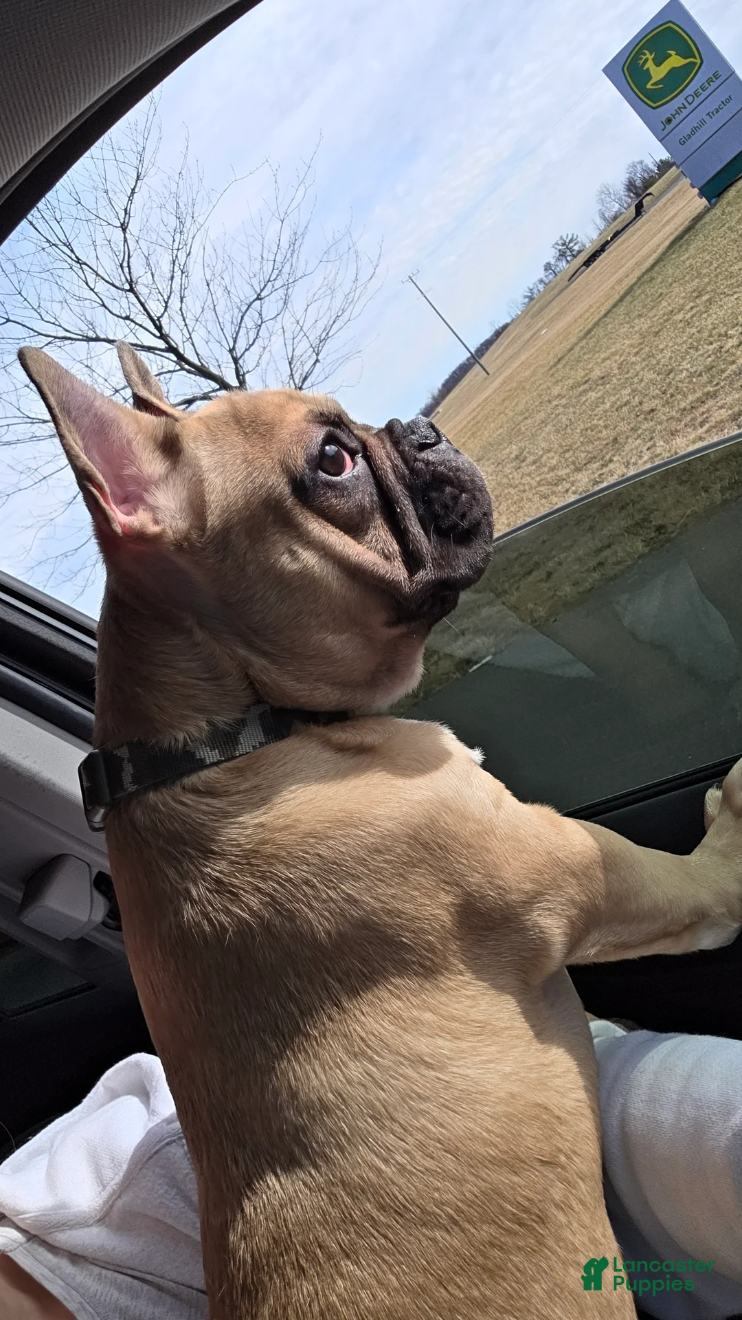 French Bulldog dogs for sale: Milo  - Ad 2