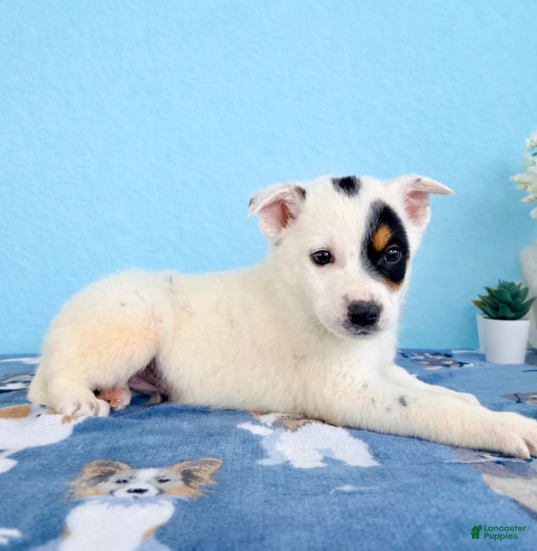 Australian Cattle Dog dogs for sale: Spot - Ad 4