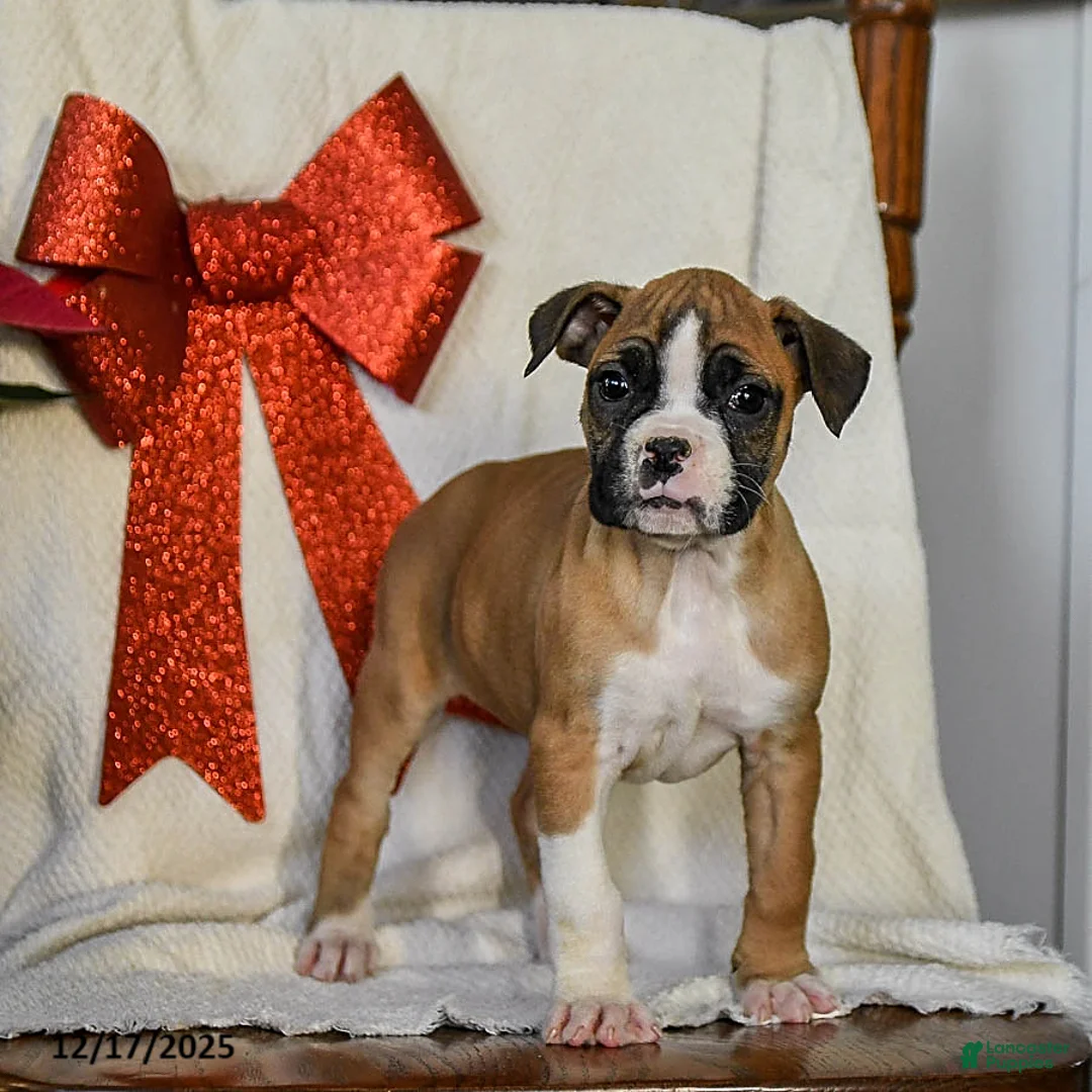 Boxer dogs for sale: Snowflake - Ad 5