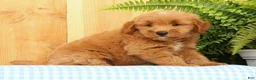 Mini Goldendoodle dogs for sale: Cricket - Ad 3