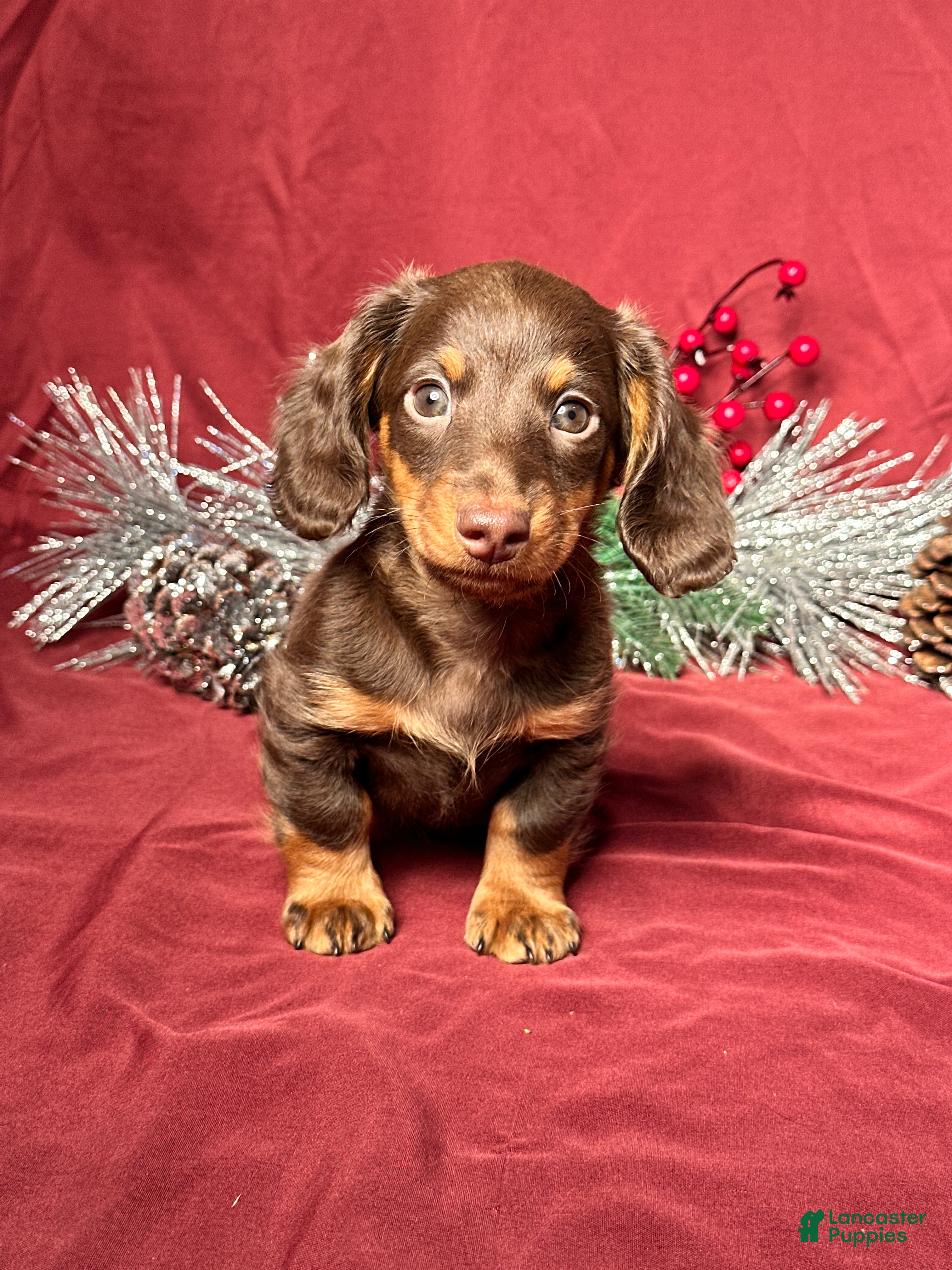 Miniature Dachshund dogs Miles - Ad 18