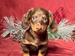 Miniature Dachshund dogs Miles - Ad 18