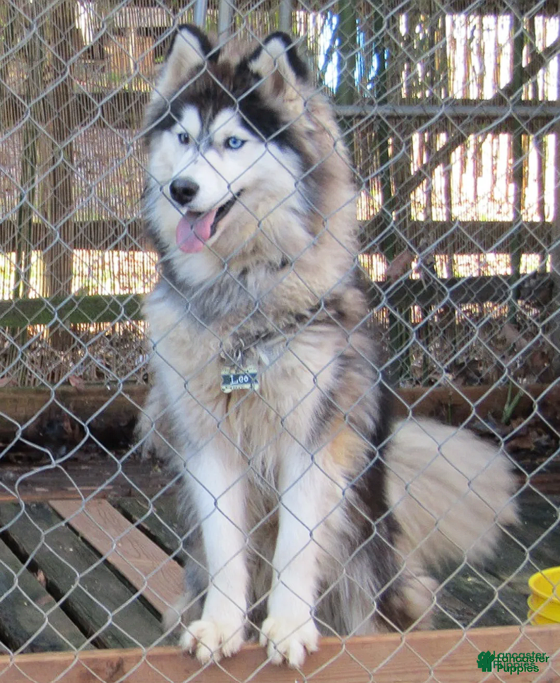Siberian Husky dogs Siberian Husky litter of 1 Stud - Ad 1