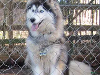 Siberian Husky dogs for stud: Siberian Husky litter of 1 Stud - Ad 4