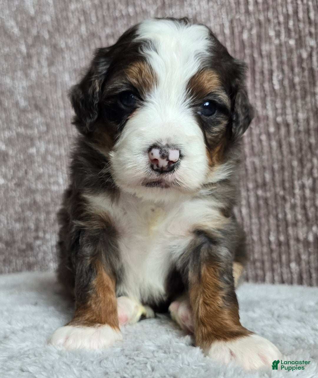 Mini Bernedoodle dogs for sale: Mini Izzy - Ad 2