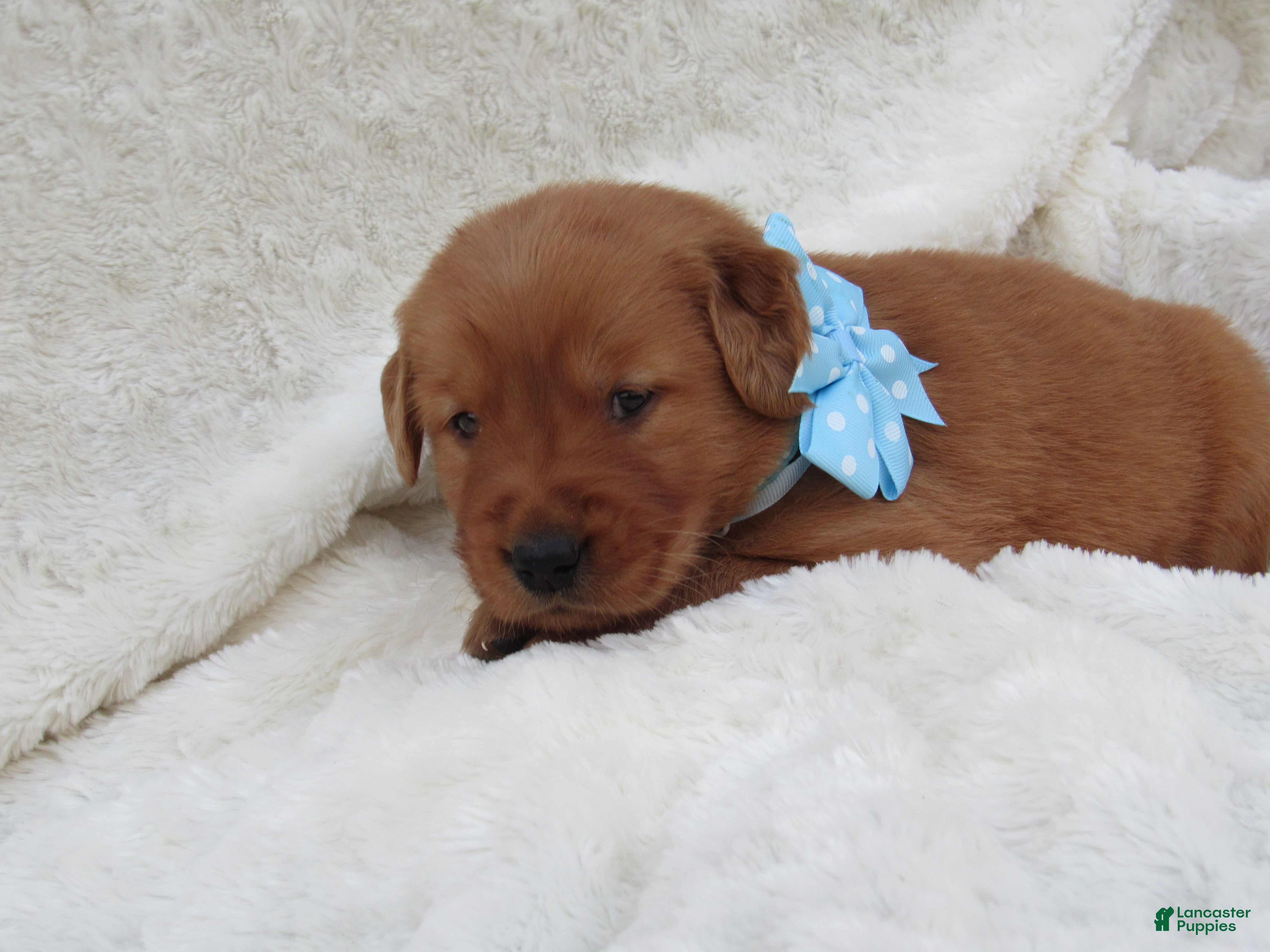 Golden Retriever dogs LESLIE - Ad 2