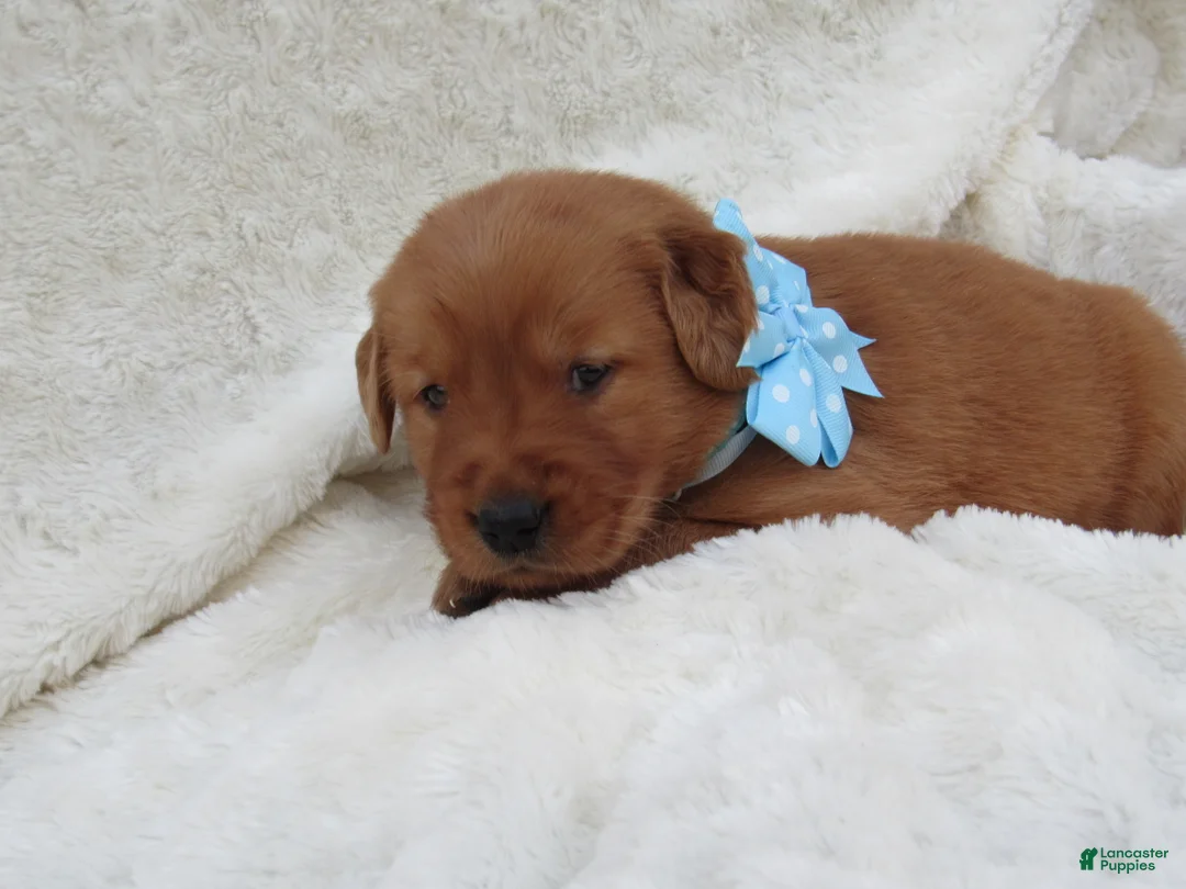 Golden Retriever dogs for sale: LESLIE - Ad 2