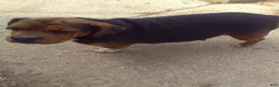 Beabull dogs for sale: Gwen - Ad 8